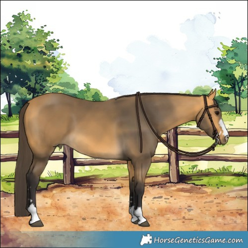 Horse Color:Buckskin 