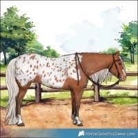Horse Color:Silver Bay Appaloosa 