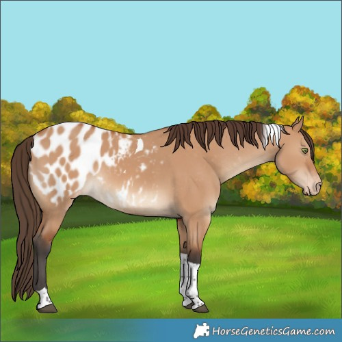 Horse Color:Bay Dun Tobiano Blanket