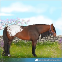 Horse Color:Bay Snowcap Rabicano