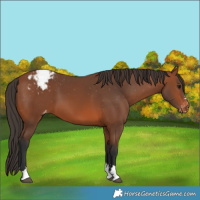 Horse Color:Bay Appaloosa