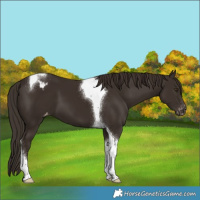 Horse Color:Liver Chestnut Tobiano Appaloosa
