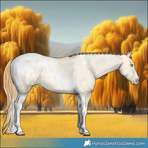 Horse Color:Buckskin Snowdrop Dun Tobiano Appaloosa