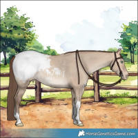 Horse Color:Amber Champagne Dun Tobiano Snowcap 