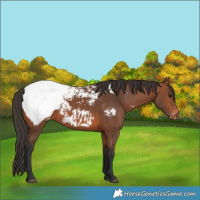 Horse Color:Bay Snowcap Rabicano 