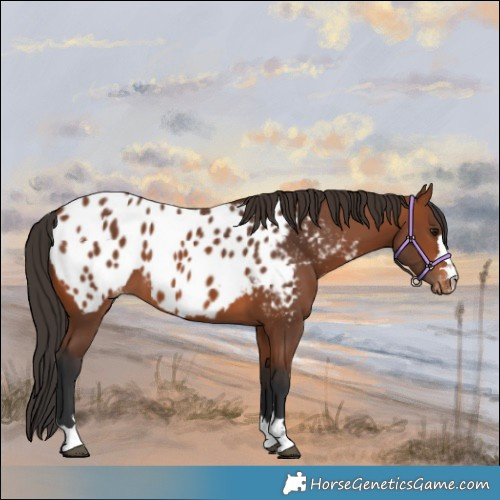 Horse Color:Bay Appaloosa