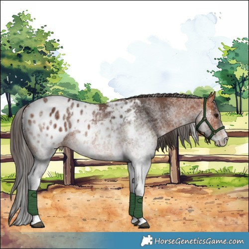 Horse Color:White Spotted Bay Appaloosa 