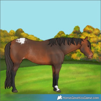 Horse Color:Bay Varnish Rabicano 