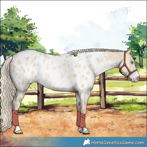 Horse Color:Palomino Snowdrop Dun Near Leopard 