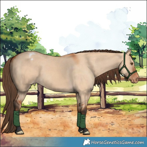 Horse Color:Bay Dun Appaloosa
