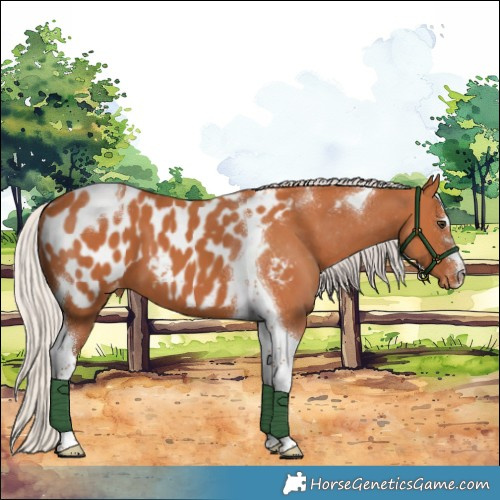 Horse Color:Silver Bay Tobiano Appaloosa 