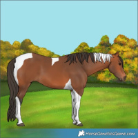 Horse Color:Bay Tobiano 