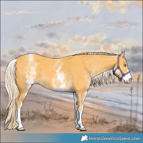 Horse Color:White Spotted Gold Cream Champagne 
