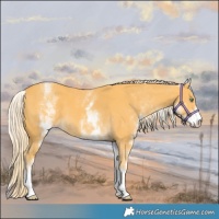 Horse Color:White Spotted Gold Cream Champagne