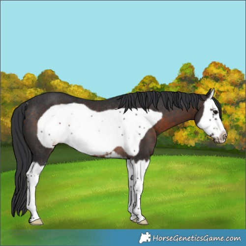 Horse Color:Brown Splash Frame Appaloosa Rabicano 