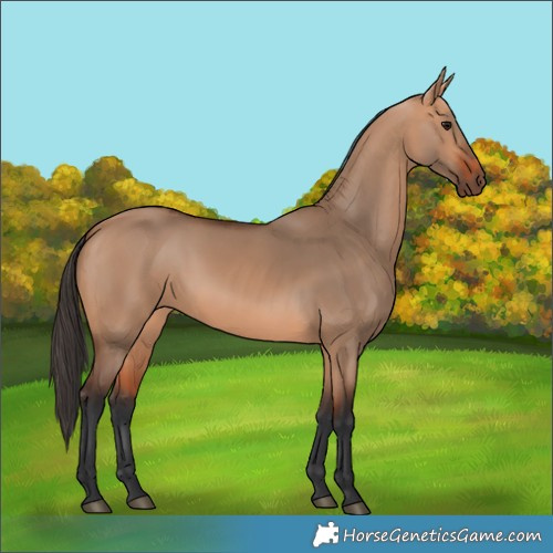 Horse Color:Bay Dun