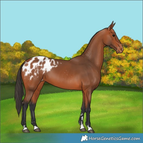 Horse Color:Bay Appaloosa 