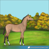 Horse Color:Bay Dun 