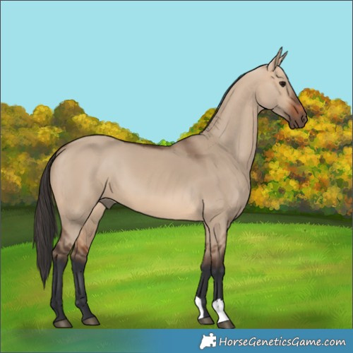 Horse Color:Bay Dun