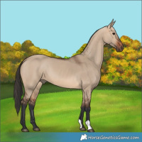 Horse Color:Bay Dun 