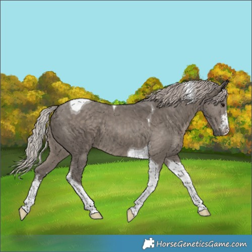 Horse Color:White Spotted Silver Black Tobiano 