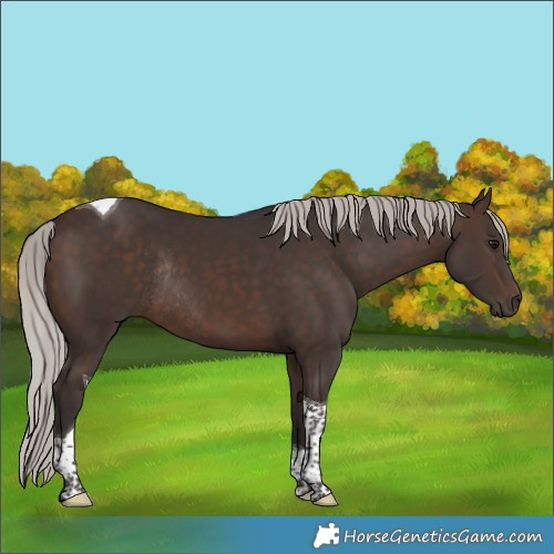 Horse Color:Silver Brown Tobiano Rabicano 