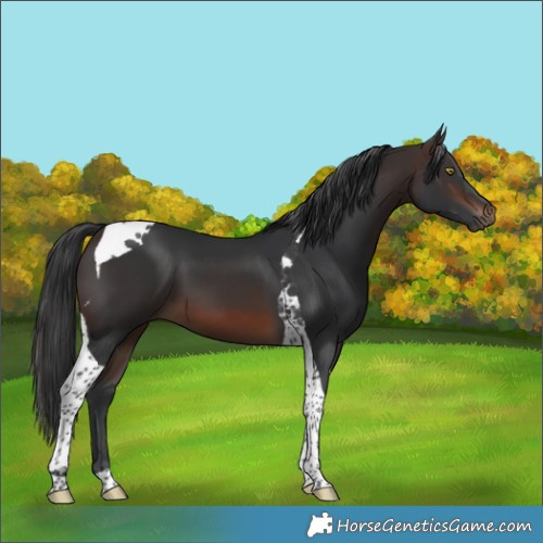 Horse Color:Brown Tobiano