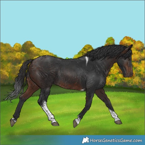 Horse Color:Bay Tobiano Rabicano 