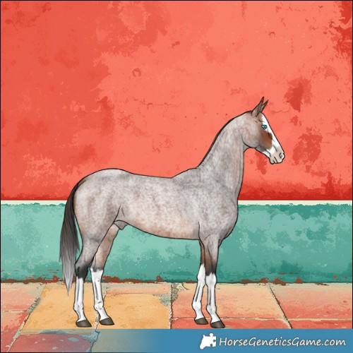 Horse Color:Bay Roan Splash 