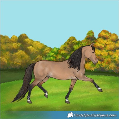 Horse Color:Bay Dun 