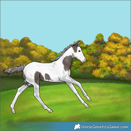 Horse Color:Silver Black Splash Tobiano 