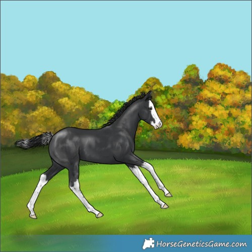 Horse Color:Black Splash 