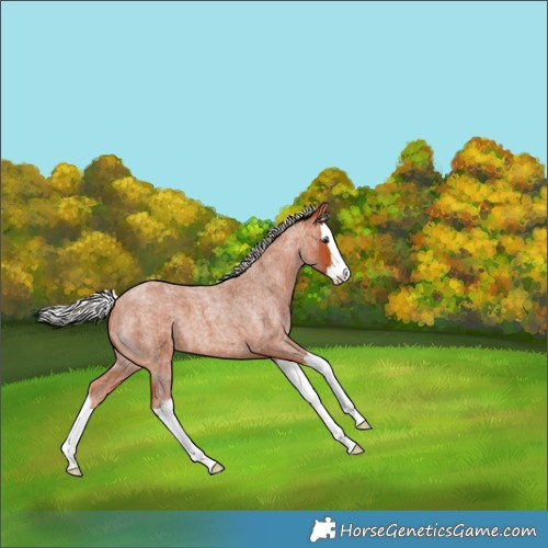 Horse Color:Silver Bay Roan Splash 