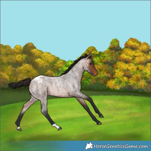 Horse Color:Bay Roan Appaloosa