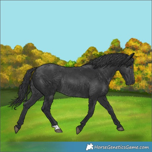 Horse Color:Black Rabicano 