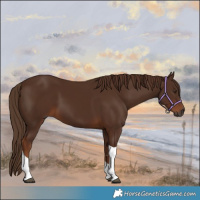 Horse Color:Gray Chestnut Tobiano 