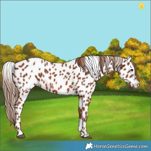 Horse Color:Chestnut Appaloosa