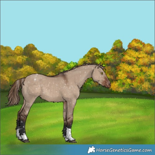 Horse Color:Liver Red Dun Sabino Tobiano Blanket 