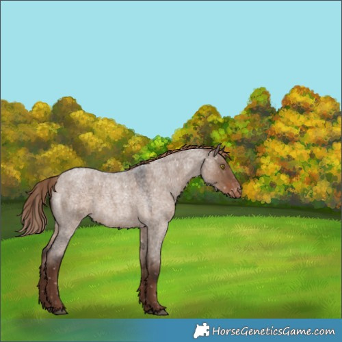 Horse Color:Liver Red Dun Roan Snowflake Varnish