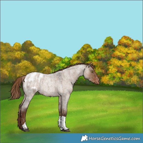 Horse Color:Liver Red Dun Roan Tobiano Appaloosa Rabicano