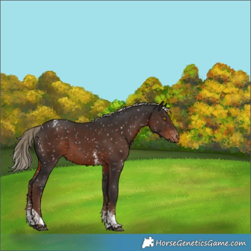 Horse Color:Liver Chestnut Sabino Tobiano Appaloosa Rabicano 