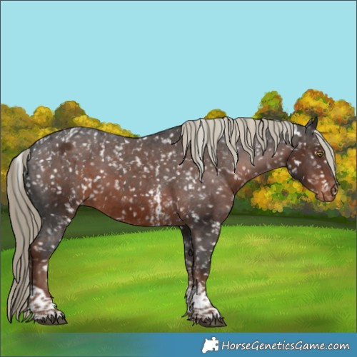 Horse Color:Liver Chestnut Sabino Tobiano Snowflake Varnish Rabicano