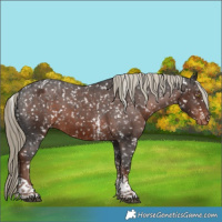 Horse Color:Liver Chestnut Sabino Tobiano Snowflake Varnish Rabicano 
