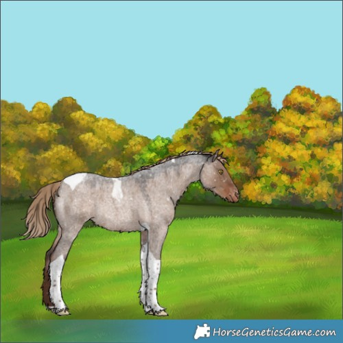 Horse Color:Liver Red Dun Roan Tobiano Snowflake VarnishRabicano 
