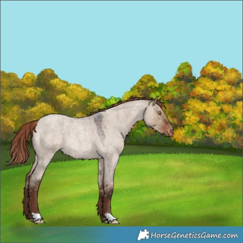 Horse Color:Liver Red Dun Roan Snowflake VarnishRabicano 