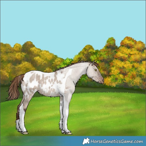 Horse Color:Liver Red Dun Roan Tobiano Near Leopard Rabicano