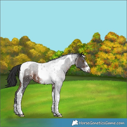 Horse Color:Brown Sabino Tobiano Snowflake Varnish 