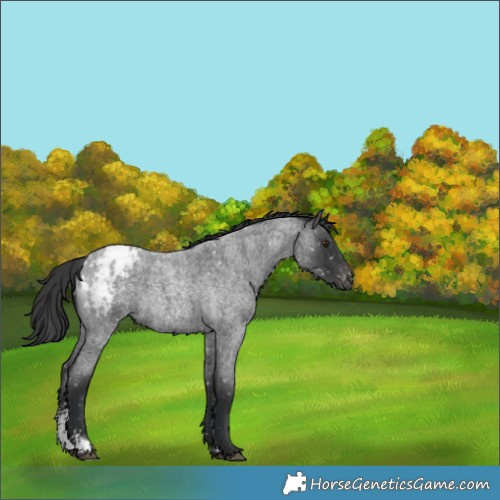 Horse Color:Blue Roan Sabino Blanket Rabicano 