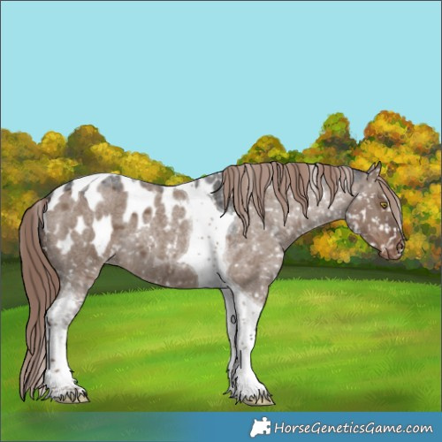 Horse Color:Liver Red Dun Roan Tobiano Blanket 