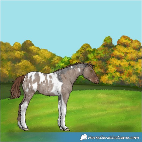Horse Color:Liver Red Dun Roan Tobiano Appaloosa 